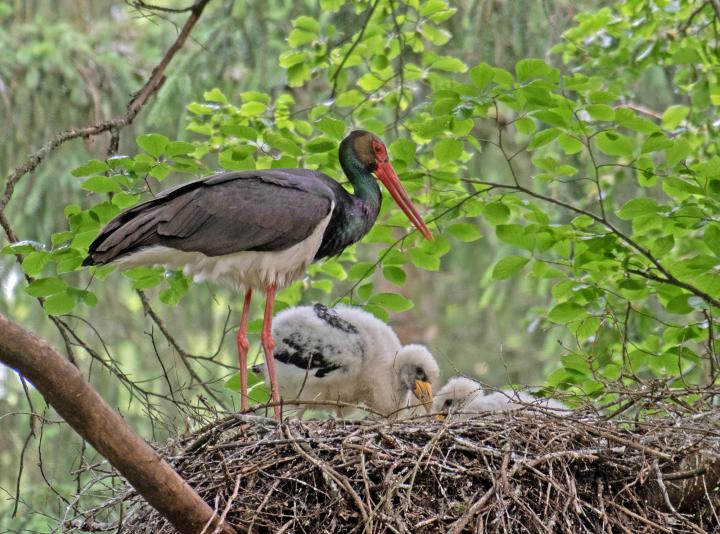 Čáp černý (Ciconia nigra)