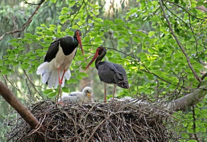 Čáp černý (Ciconia nigra)