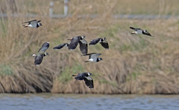 Čejka chocholatá (Vanellus vanellus)