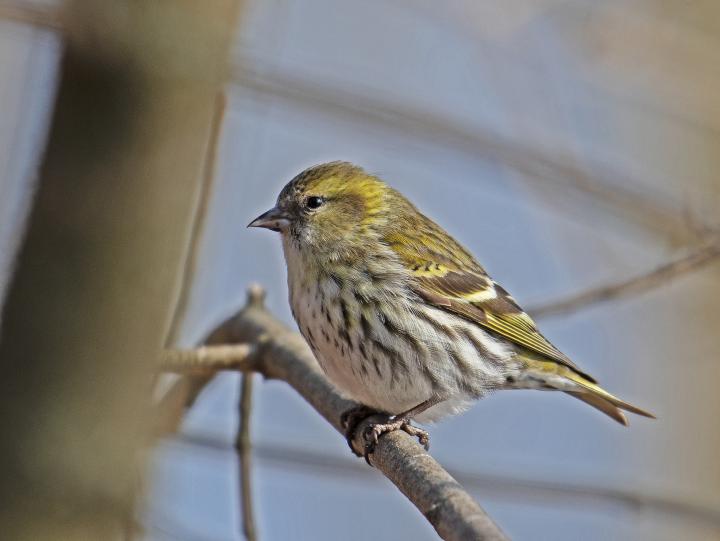 Čížek lesní (Carduelis spinus)