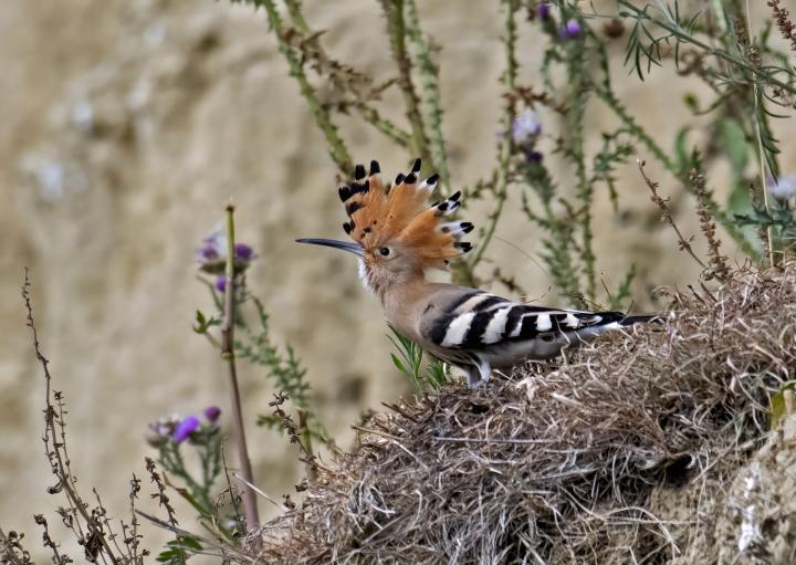Dudek chocholatý (Upupa epops)
