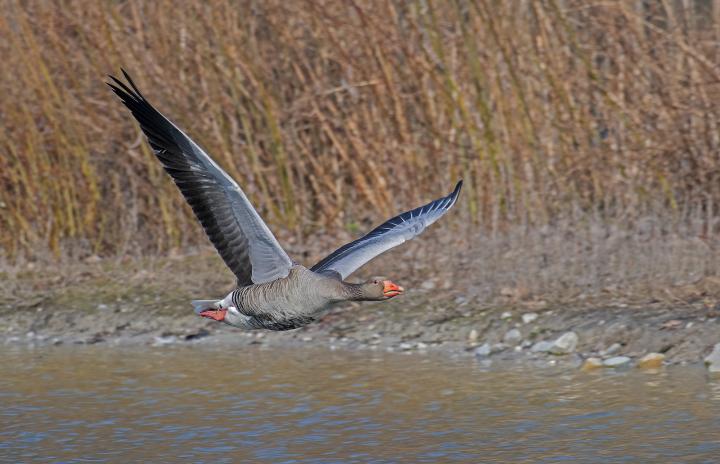 Husa velká (Anser anser)