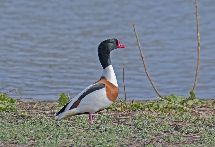 Husice liščí (Tadorna tadorna)
