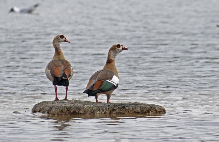 Husice nilská ( Egyptian goose)
