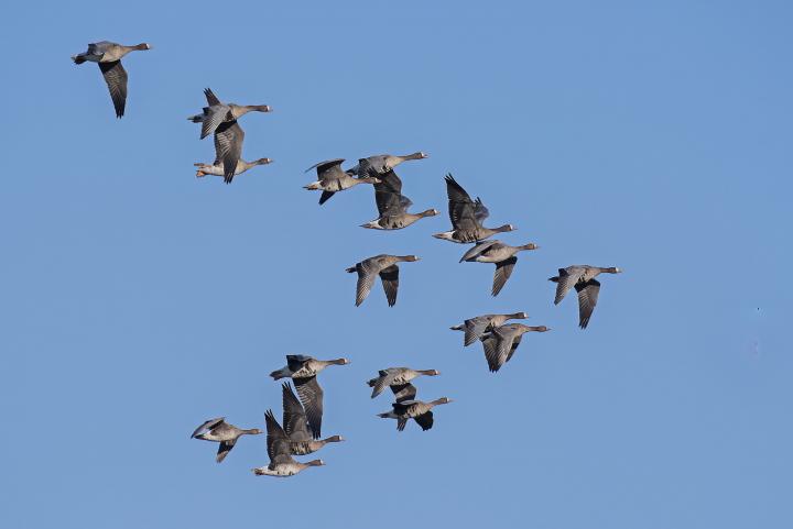 Husa běločelá (Anser albifrons)