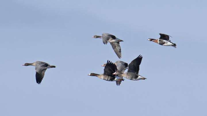 Husa běločelá (Anser albifrons)