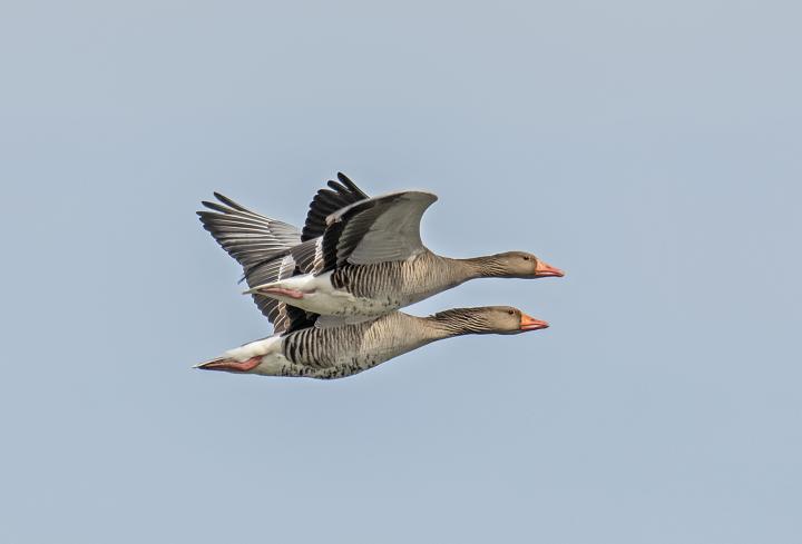 Husa velká (Anser anser)