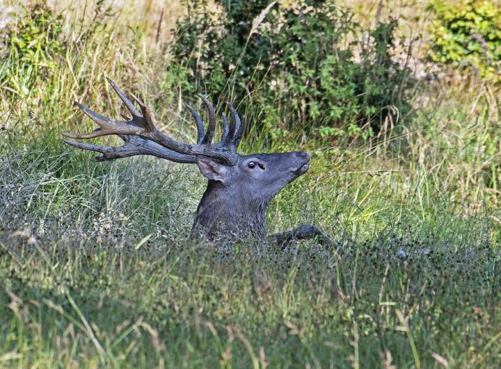 Jelen lesní (Cervus elaphus)