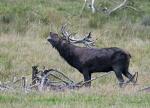 Jelen lesní (Cervus elaphus)