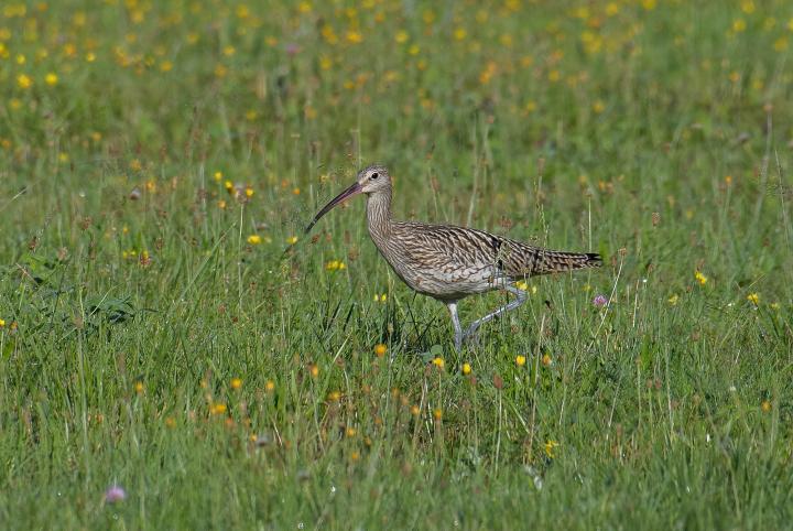 Koliha velká (Numenius arquata)