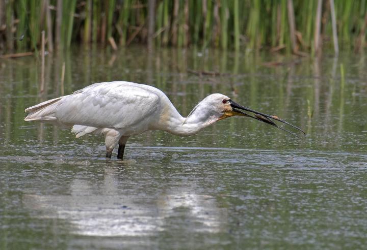 Kolpík bílý (Platalea leucorodia)