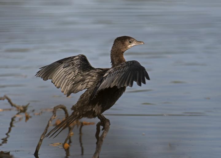 Kormorán malý (Phalacrocorax pygmaeus)