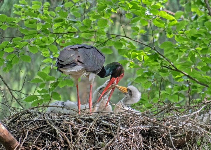 Čáp černý (Ciconia nigra)