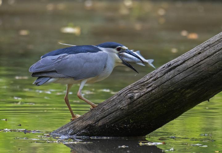  Kvakoš noční ( Nycticorax nycticorax)