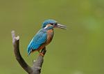Ledňáček říční (Alcedo atthis)