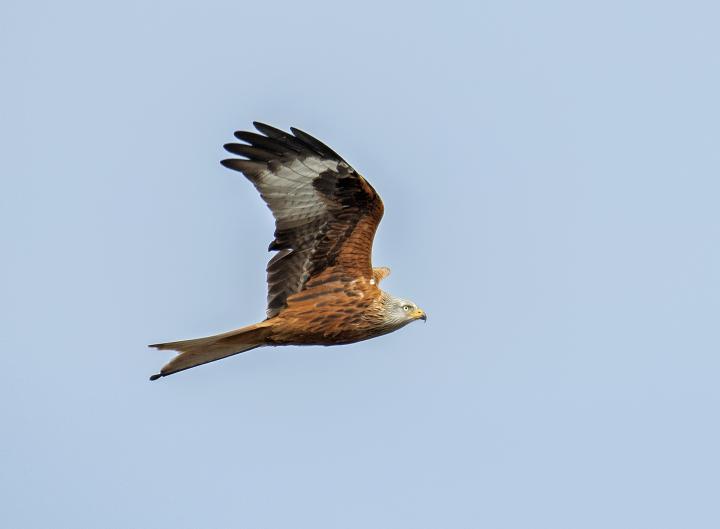 Luňák červený  (Milvus milvus)