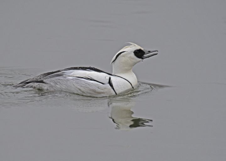 Morčák bílý (Mergus albellus)
