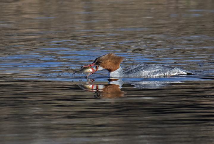 Morčák velký (Mergus merganser)