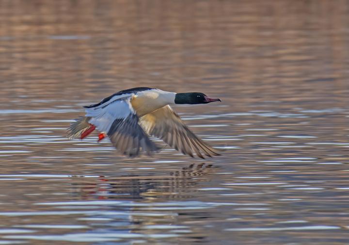 Morčák velký (Mergus merganser)