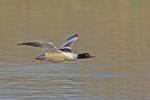 Morčák velký (Mergus merganser)