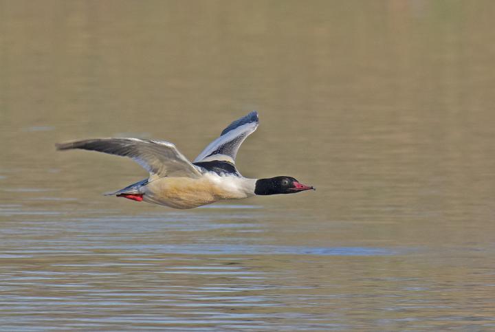 Morčák velký (Mergus merganser)