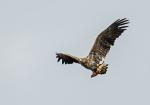  Orel mořský ( Haliaeetus albicillus)