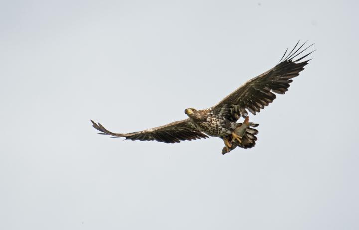  Orel mořský ( Haliaeetus albicillus)