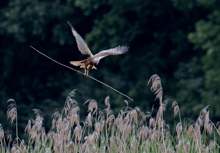 Moták pochop (Circus aeruginosus)