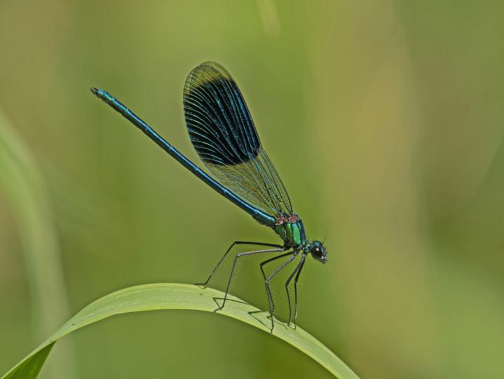 Motýlice lesklá (Calopteryx splendens)