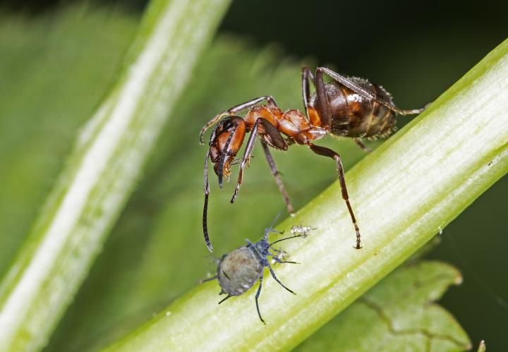 Mravenec lesní (Formica rufa)