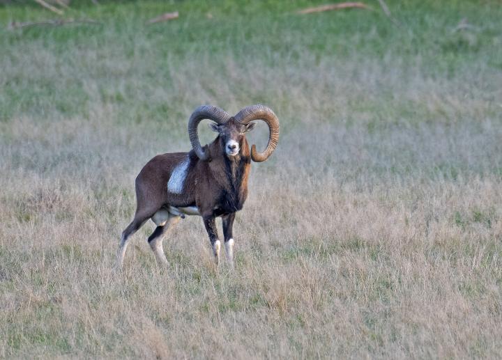 Muflon (Ovis musimon)