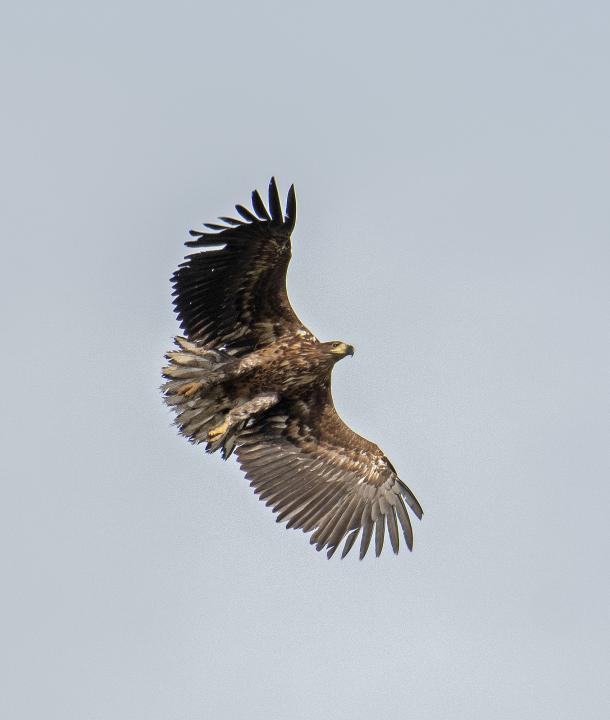  Orel mořský ( Haliaeetus albicillus)