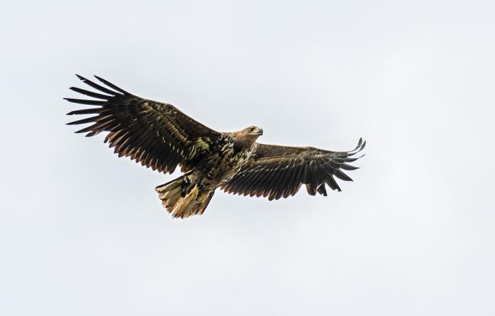  Orel mořský ( Haliaeetus albicillus)