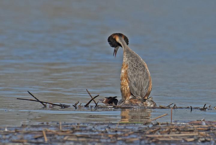 Potápka roháč  (Podiceps cristatus)