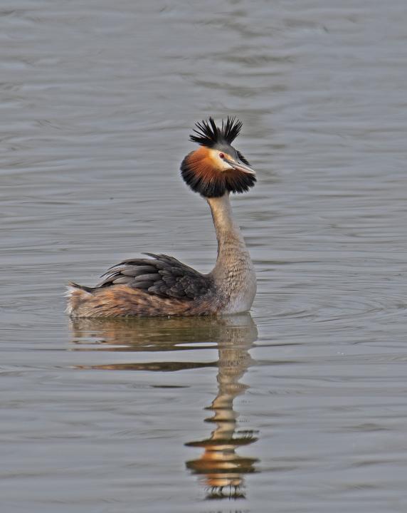 Potápka roháč  (Podiceps cristatus)