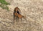  Srnec obecný ( Capreolus capreolus )