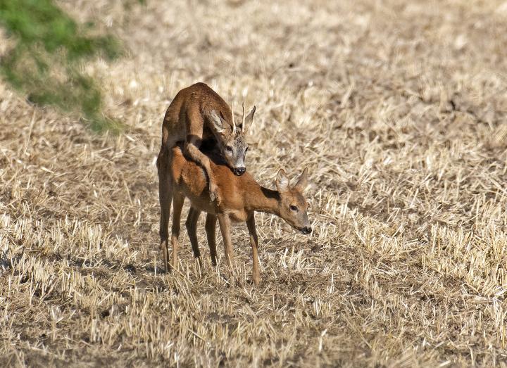  Srnec obecný ( Capreolus capreolus )