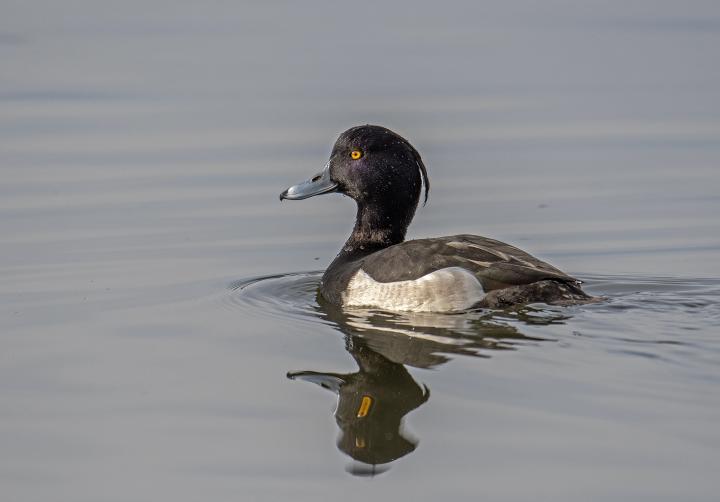 Polák chocholačka (Aythya fuligula)
