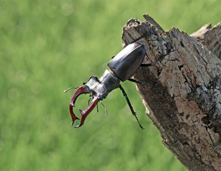 Roháč obecný (Cervus beetle)