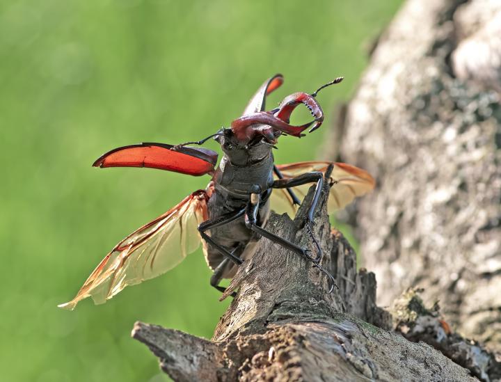 Roháč obecný (Cervus beetle)