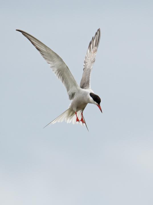 Rybák obecný (Sterna hirundo)