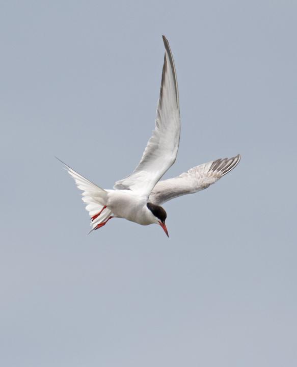 Rybák obecný (Sterna hirundo)