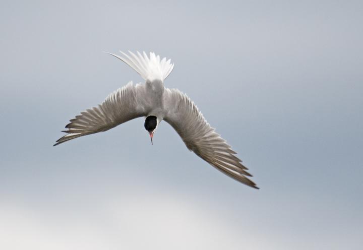 Rybák obecný (Sterna hirundo)