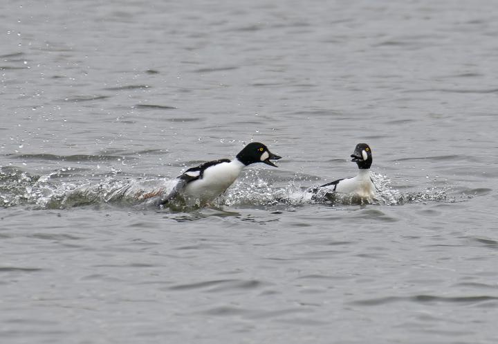Hohol severní (Bucephala clangula)