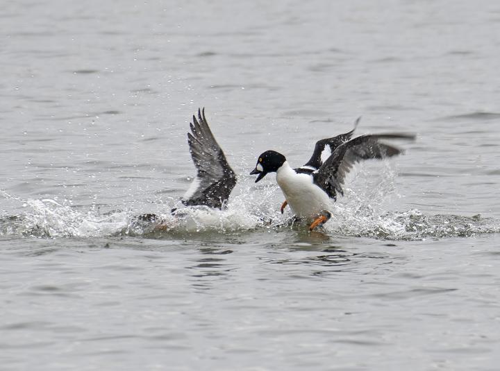 Hohol severní (Bucephala clangula)