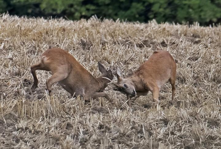  Srnec obecný ( Capreolus capreolus )