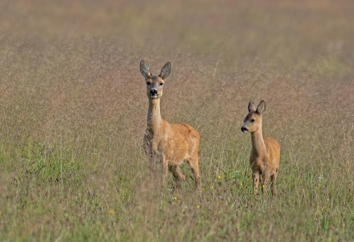  Srnec obecný ( Capreolus capreolus )