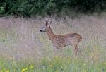  Srnec obecný ( Capreolus capreolus )