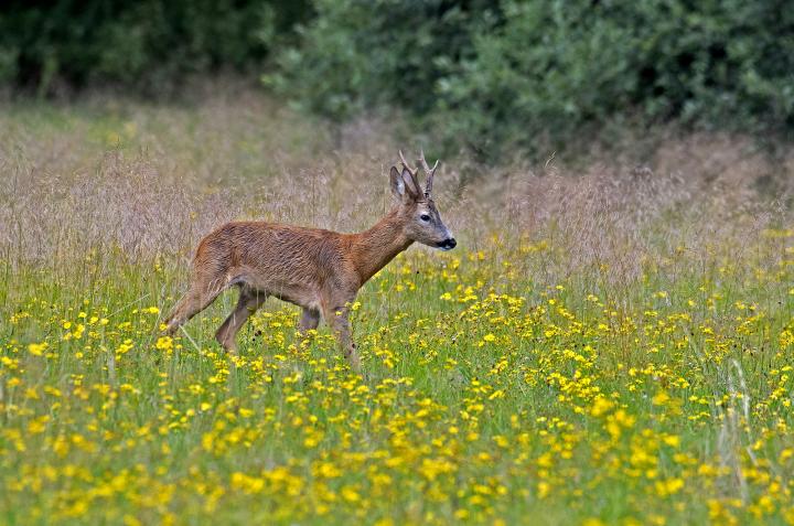  Srnec obecný ( Capreolus capreolus )