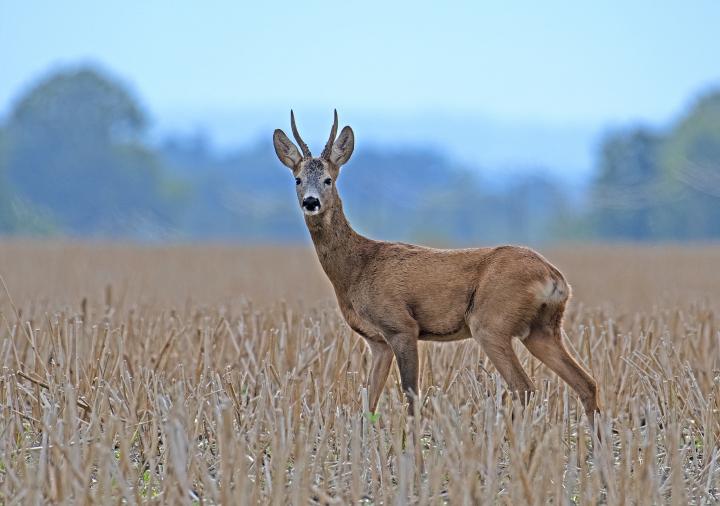  Srnec obecný ( Capreolus capreolus )